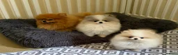 Pomeranian dogs for sale: Pomeranian Puppies  - Advert 11