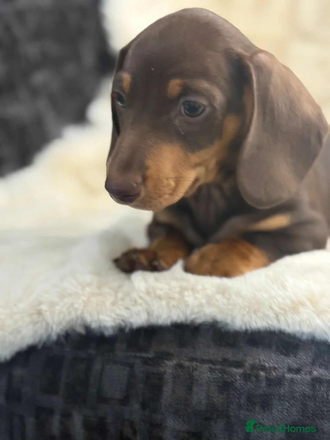 Miniature Dachshund dogs for sale: Top quality mini smooth dachshund pups  - Advert 1