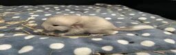 Chinchilla rodents for sale: Female white chinchilla ready now in Keighley - Advert 11