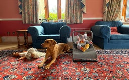 Labrador Retriever dogs for sale: Red Labrador Puppies - Stroud - Image 8