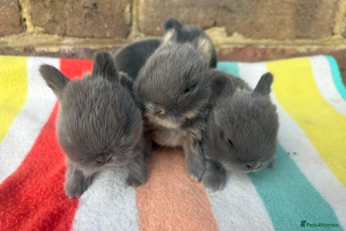 Netherland Dwarf rabbits Sweet Netherland dwarf bunnies  - Advert 1