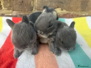 Netherland Dwarf rabbits Sweet Netherland dwarf bunnies - Advert 5