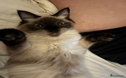 Ragdoll cats for sale: Gorgeous SealPoint Ragdoll Looking for Loving Home - Image 3