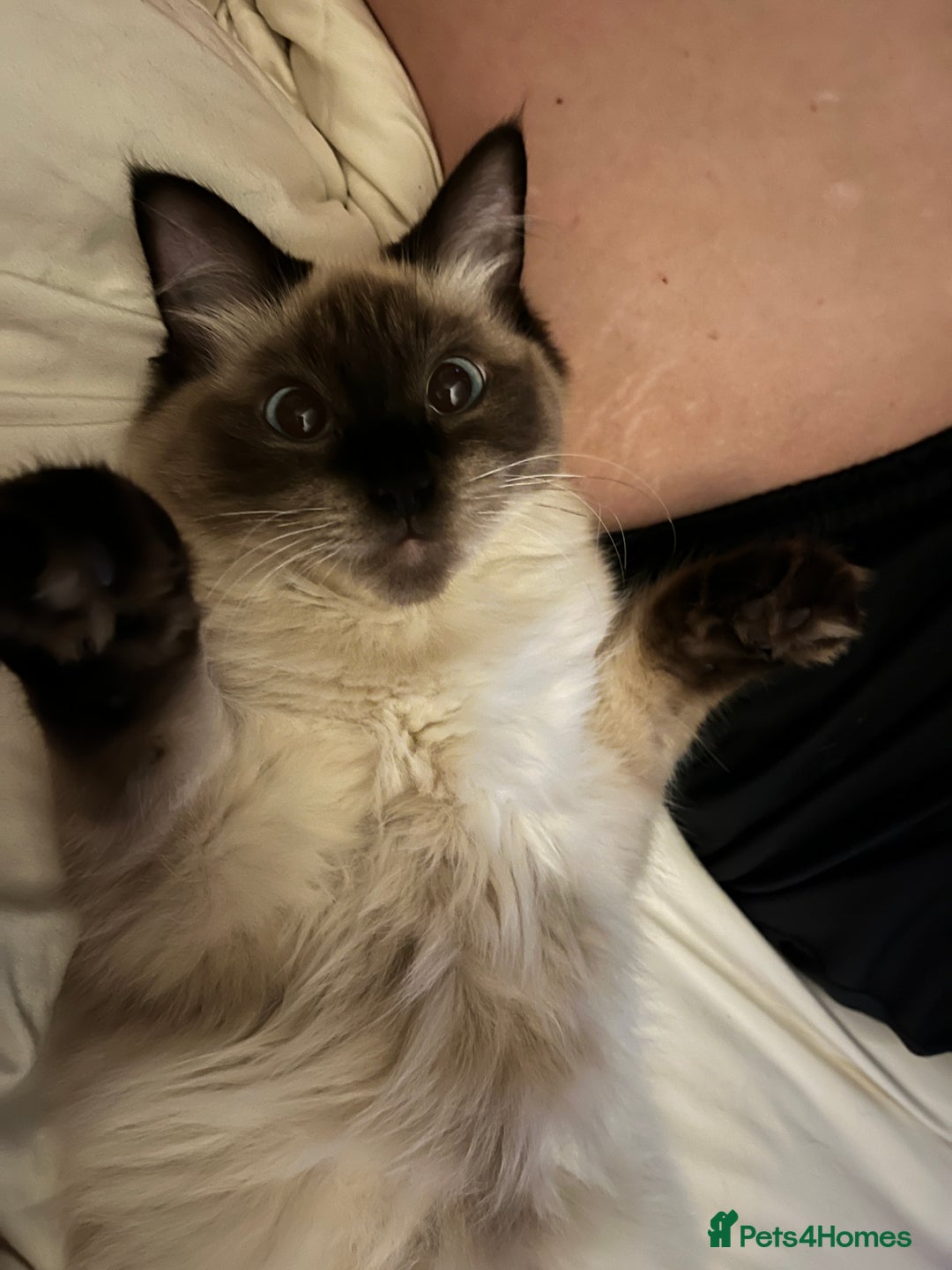 Ragdoll cats for sale: Gorgeous SealPoint Ragdoll Looking for Loving Home - Image 3
