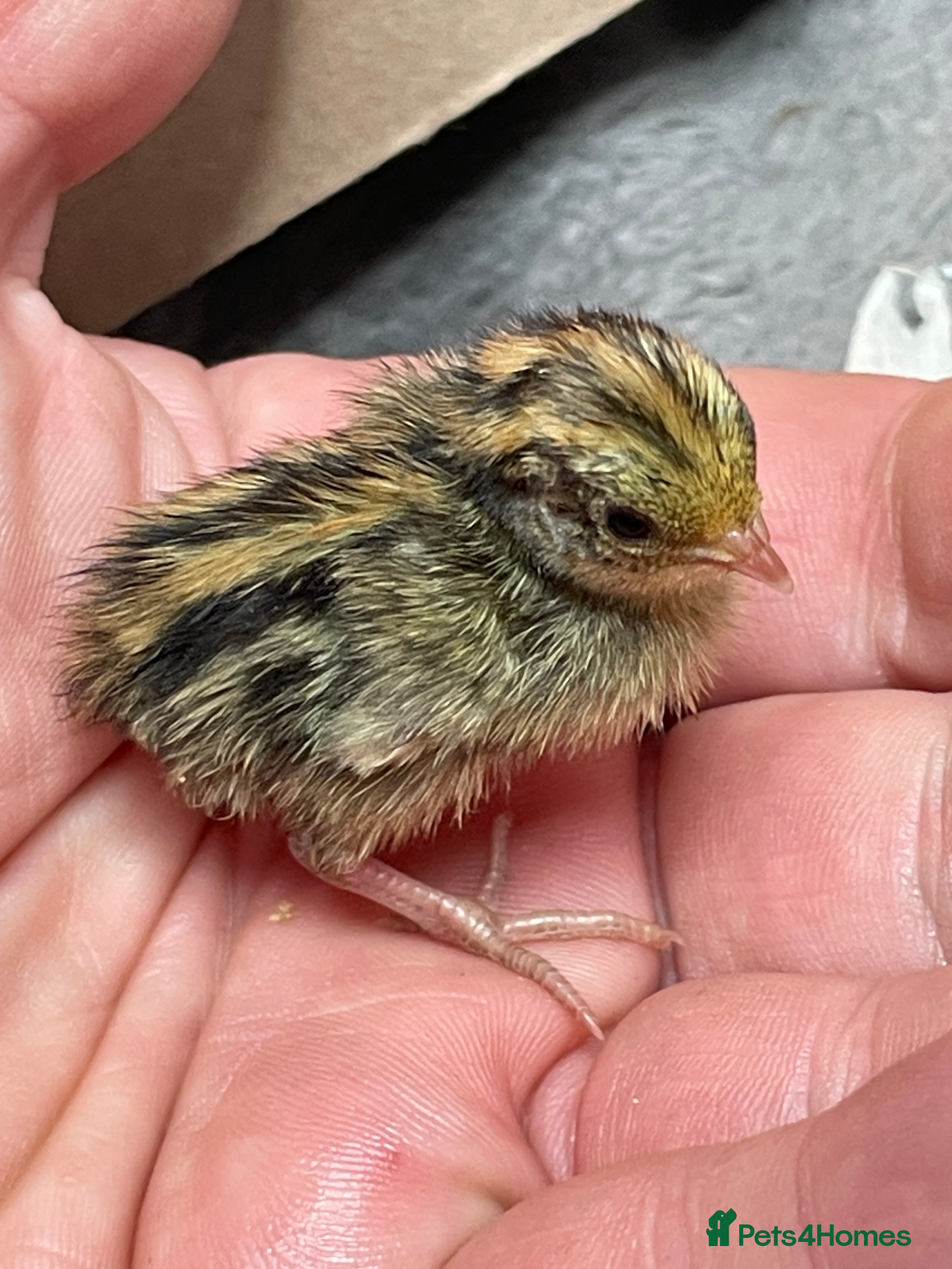 Quail poultry Chinese Painted Button Quail Chicks - Advert 2