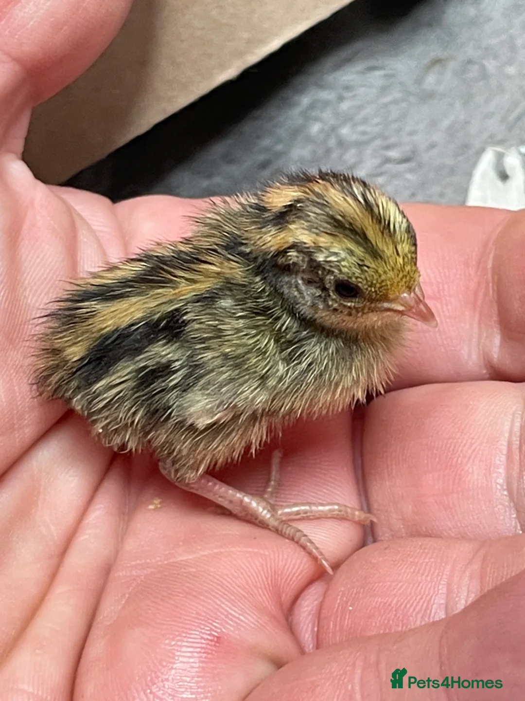 Quail poultry for sale: Chinese Painted Button Quail Chicks - Advert 1