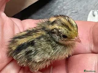 Quail poultry Chinese Painted Button Quail Chicks - Advert 19