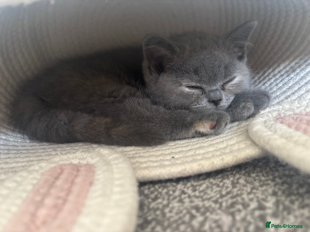 British Shorthair cats for sale: 🩵 1 blue/cream tortie BSH left to reserve 🩵 - Image 26