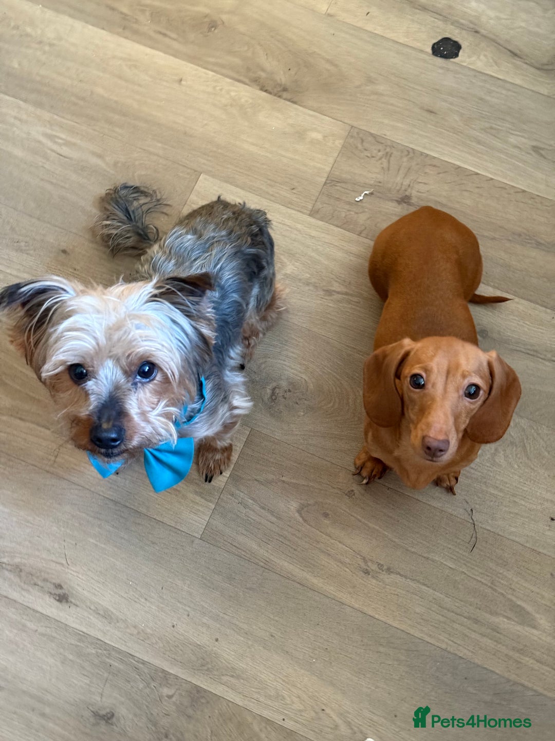 Mixed Breed dogs for sale: Miniature dorkies - Image 4