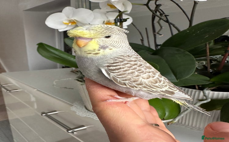 Budgerigars birds - Advert 1