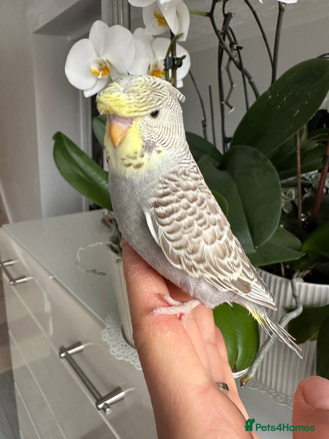 Budgerigars birds for sale: Hand Tame male crested baby budgie  - Image 1