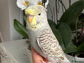 Budgerigars birds - Advert 26