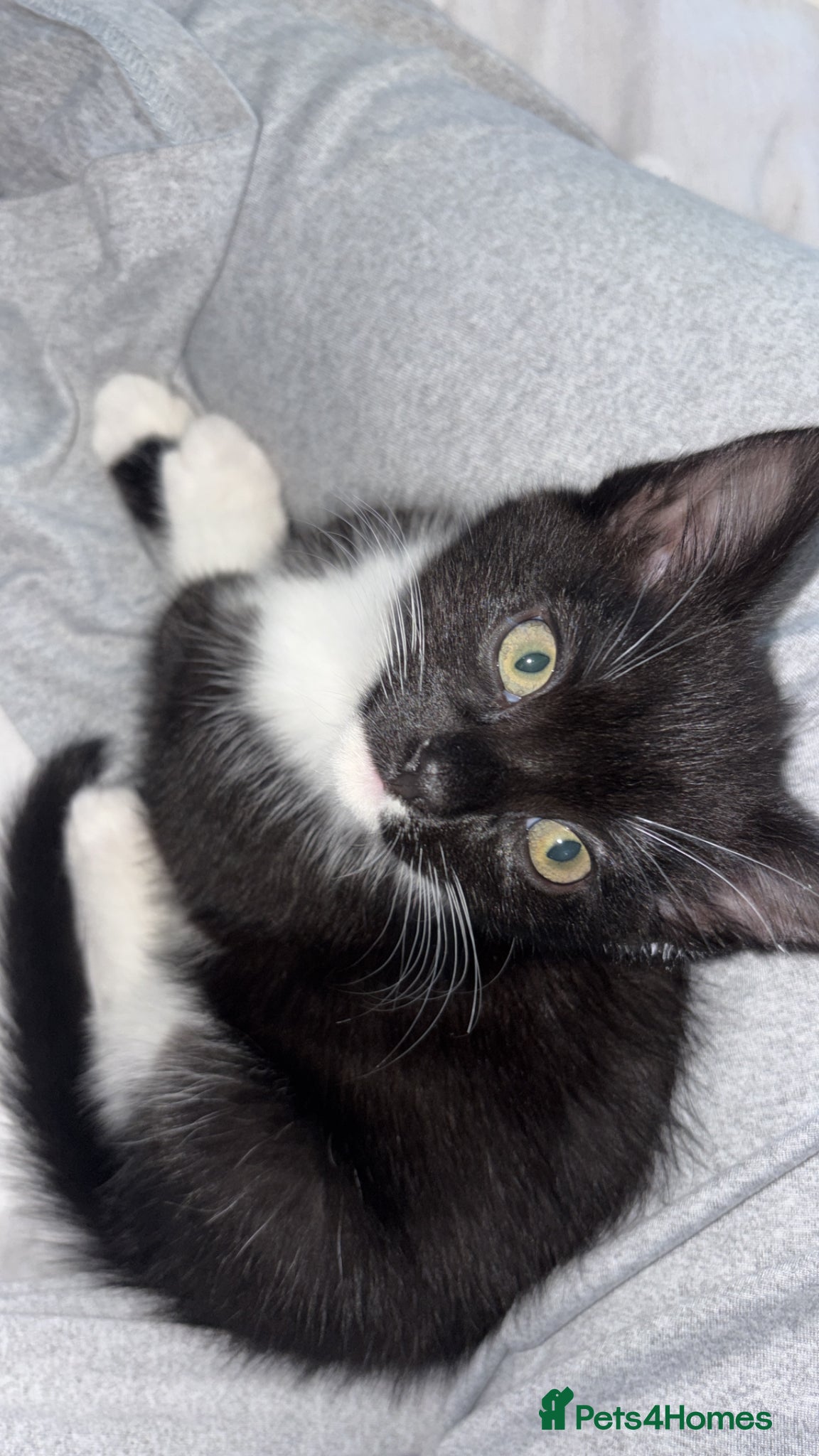 Mixed Breed cats Male mixed breed kitten  - Advert 1