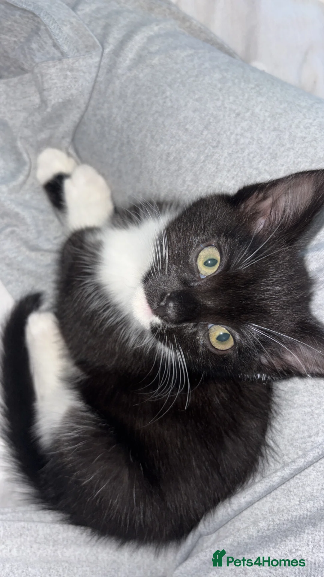 Mixed Breed cats for sale: Male mixed breed kitten  - Advert 1