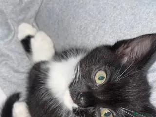 Mixed Breed cats Male mixed breed kitten - Advert 1