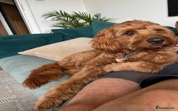 Australian Labradoodle dogs for stud: Australian Labradoodle Stud – Excellent Bloodlines - Image 25