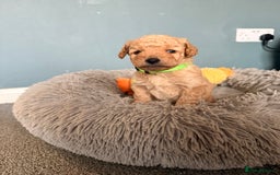 Labradoodle dogs for sale: Miniature labradoodle  - Image 14