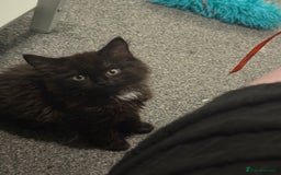 British Longhair cats for sale: Male kitten British long hair x mainecoone - Image 2