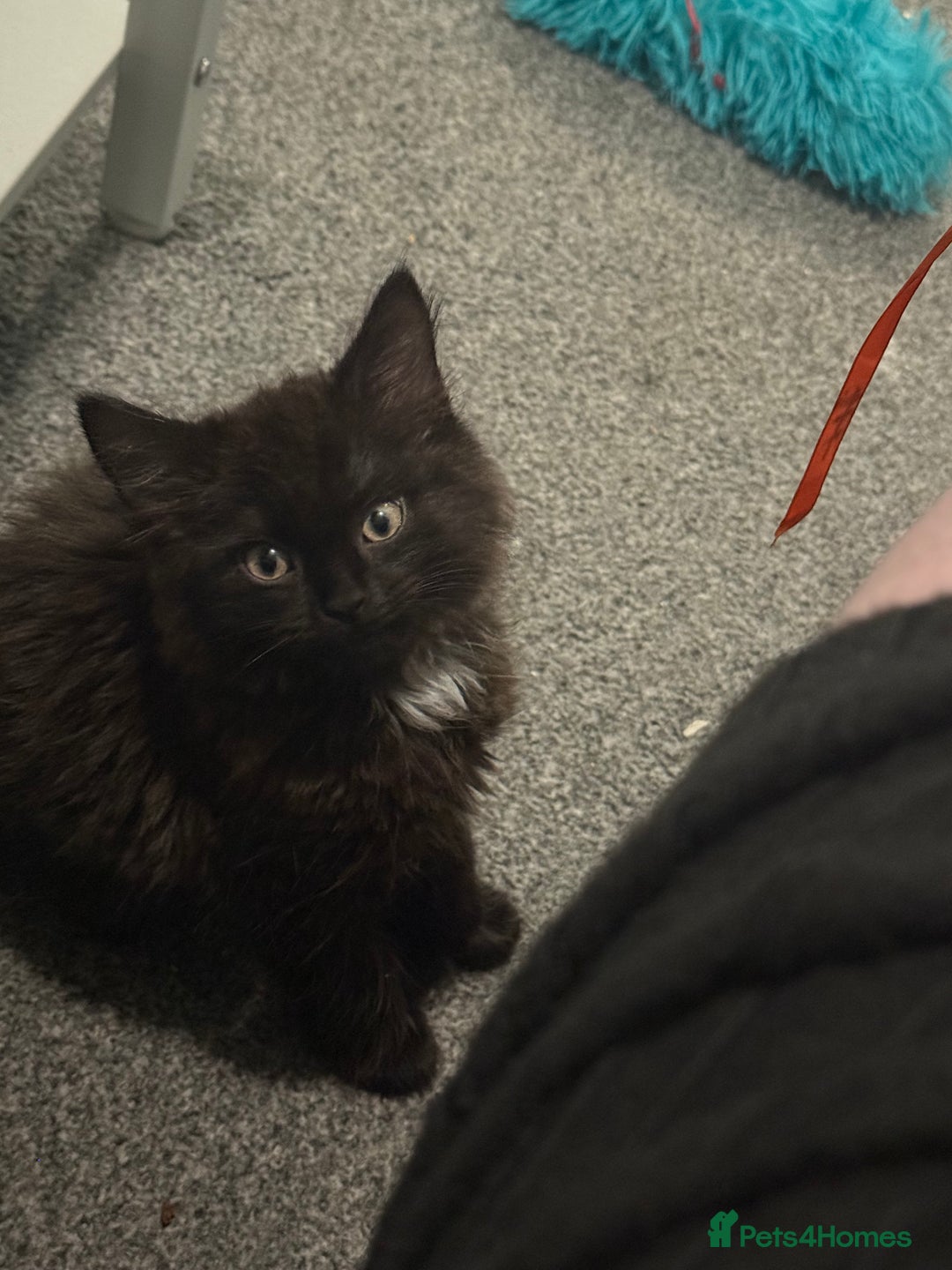 British Longhair cats for sale: Male kitten British long hair x mainecoone - Image 2