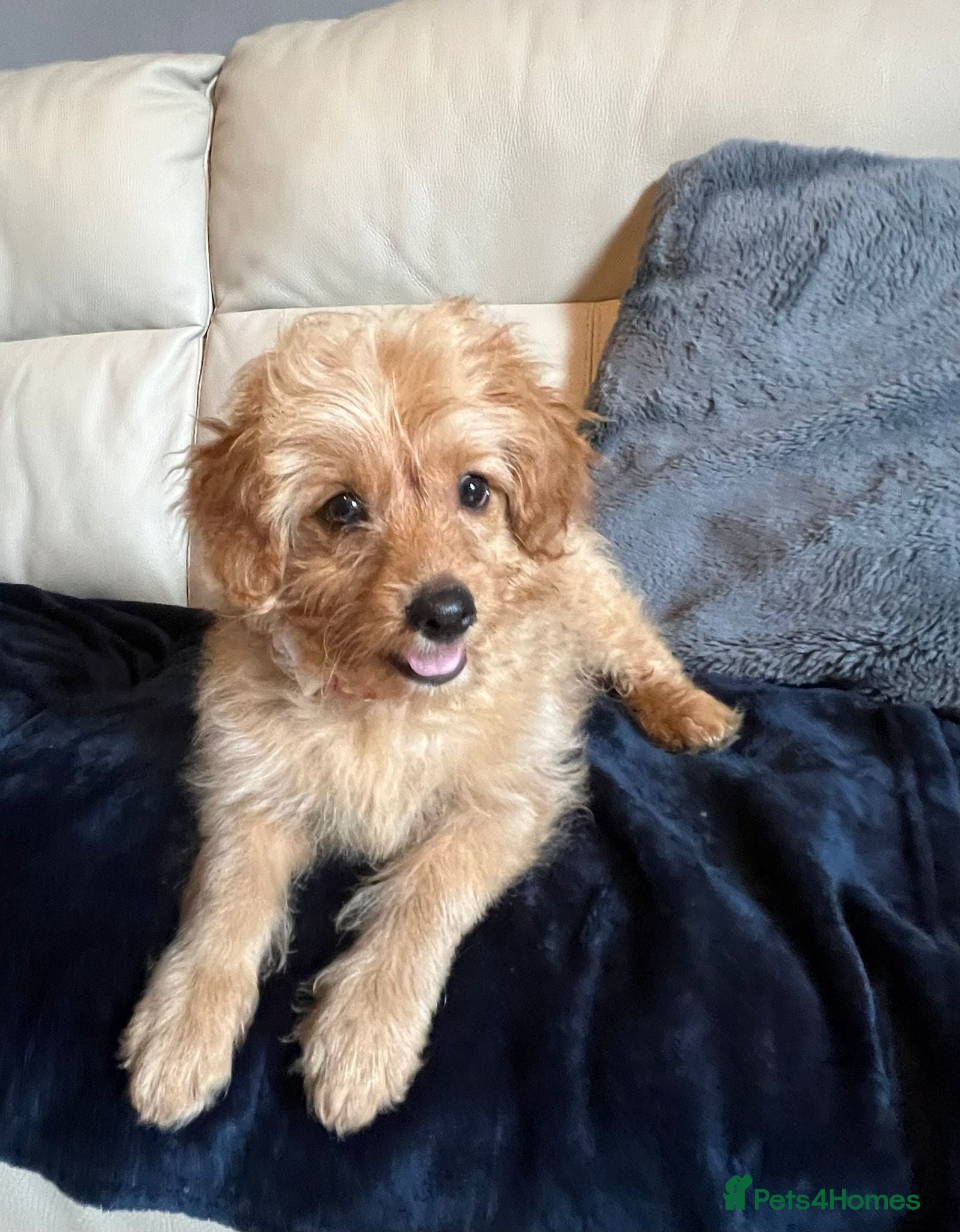 Cockapoo dogs for sale: Cockapoo puppy male  - Advert 5