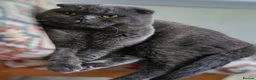 Scottish Fold cats for sale: Scottish fold x BSH - Advert 12