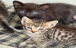 Bengal cats for sale: Beautiful farm reared bengals  - Image 19