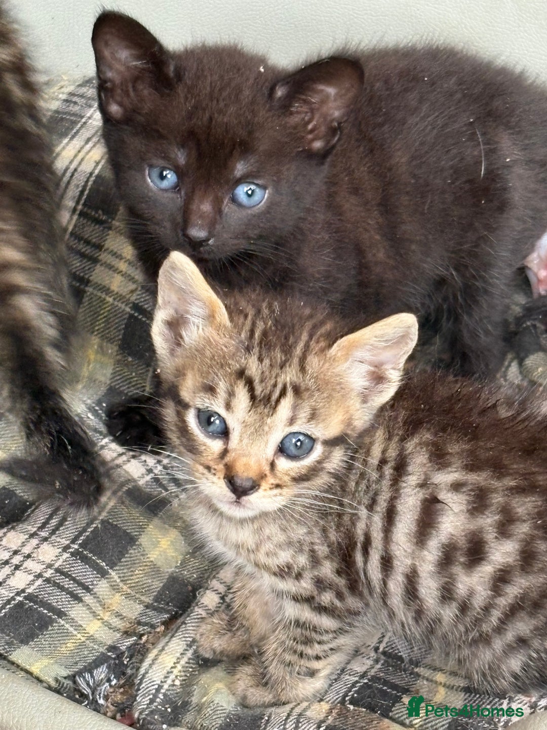 Bengal cats for sale: Beautiful farm reared bengals  - Image 19