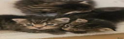 Mixed Breed cats for sale: 3 beautiful gray tabby kittens  in Doncaster - Advert 22