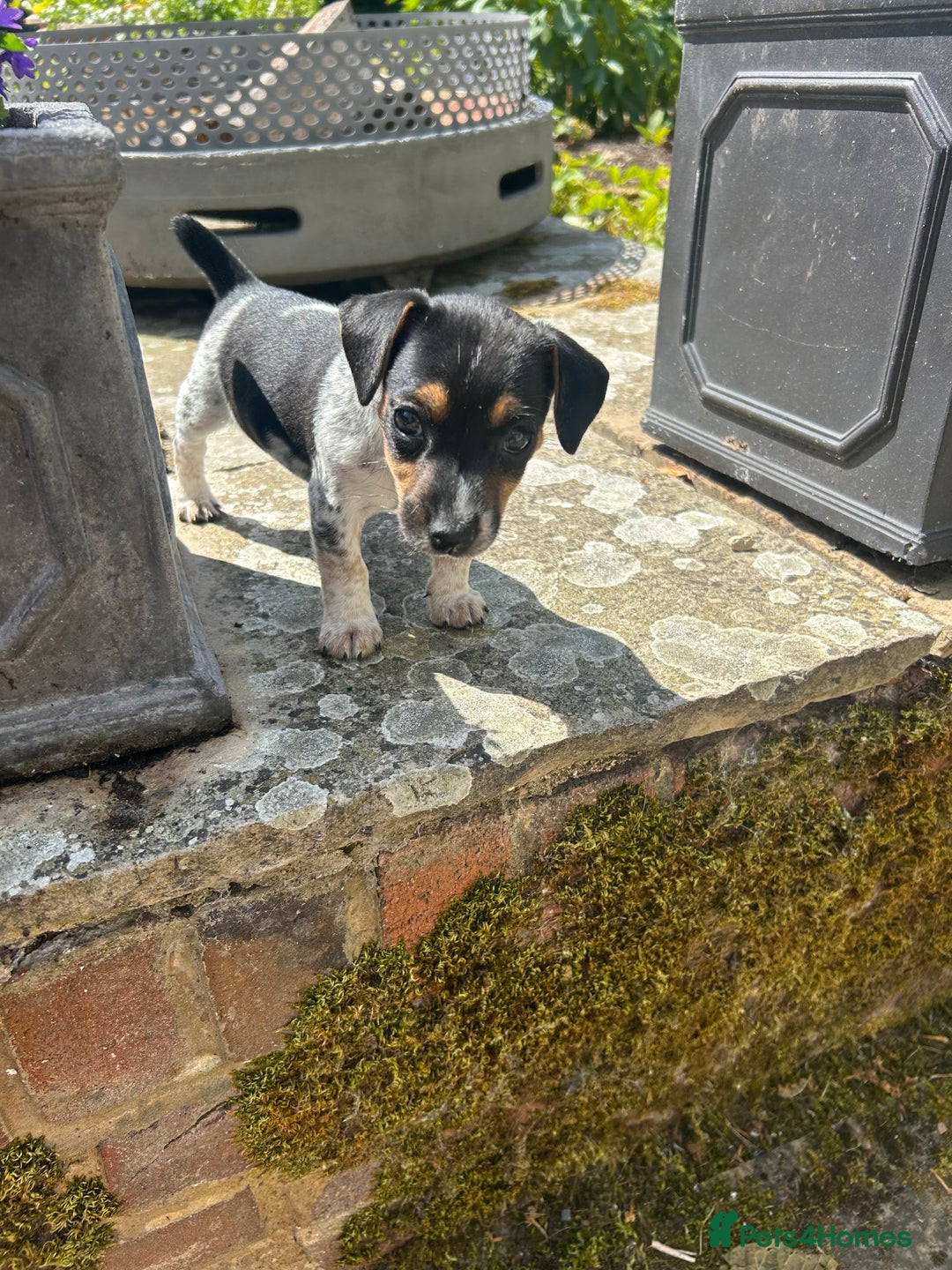 Jack Russell dogs for sale: Heavenly Jack Russell puppies - Image 6