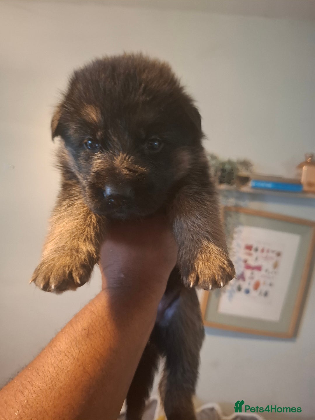 German Shepherd dogs for sale: German Shepherd Puppy 4 - Exceptional German shepherd puppies  - Image 19