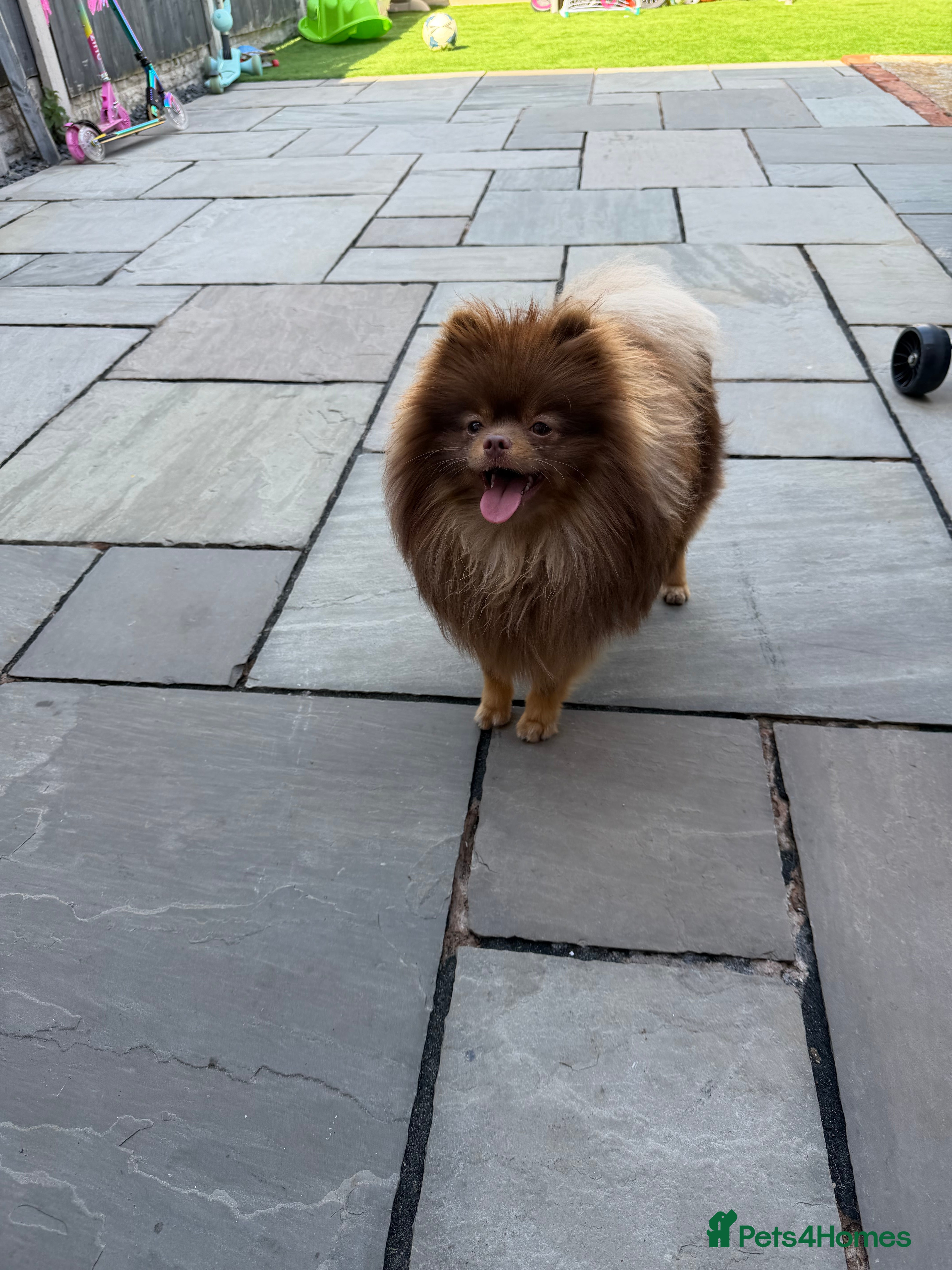 Bear 