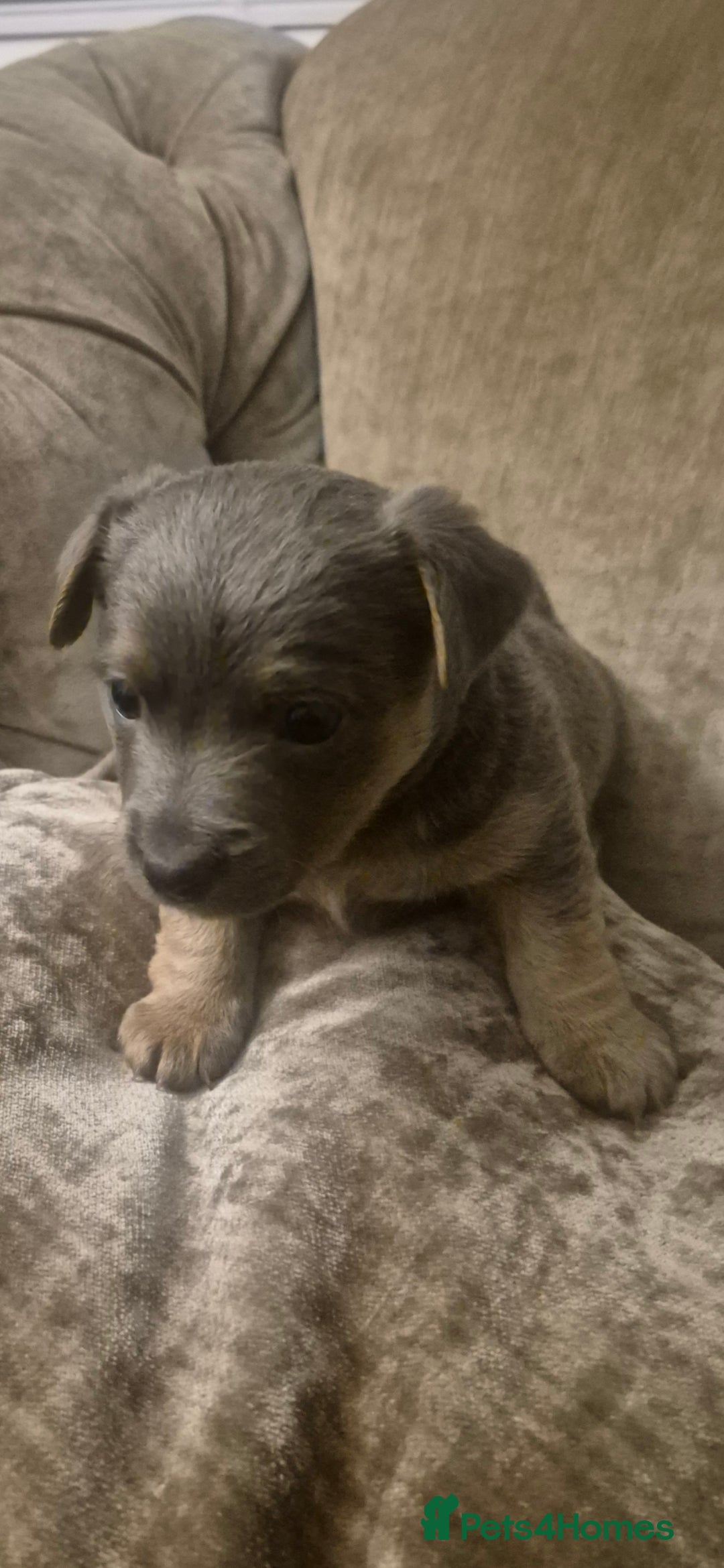 Jack Russell dogs for sale: Minature jack russell puppies - Advert 4