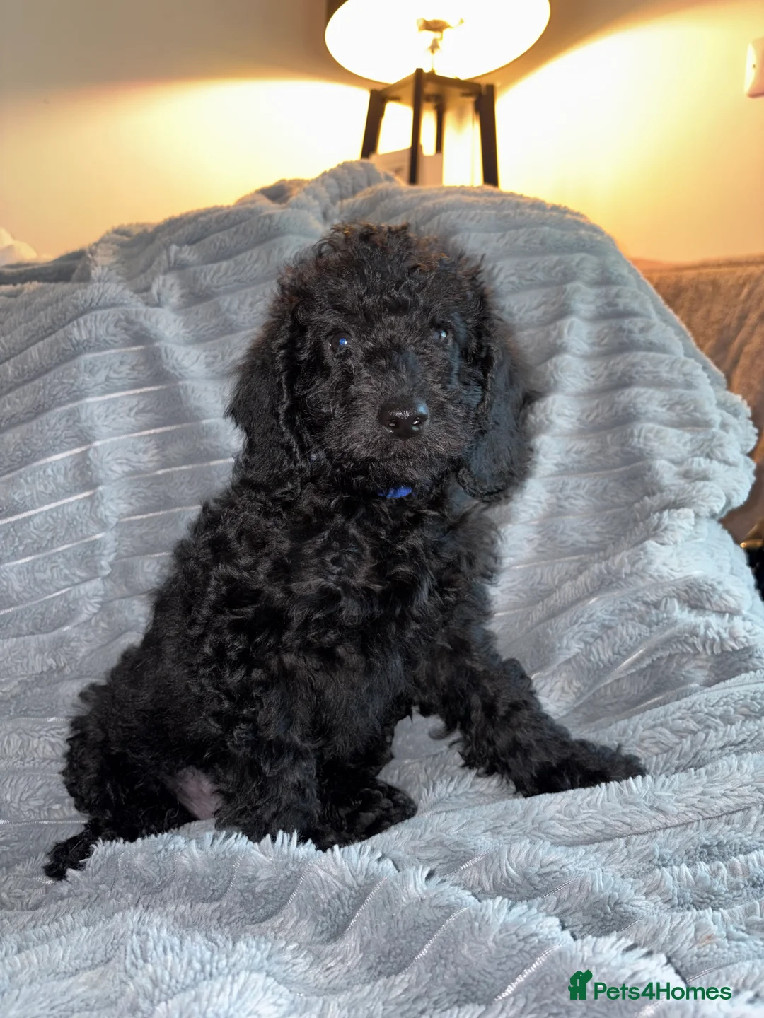 Labradoodle dogs for sale: 5* F1B Mini Labradoodles 1 LEFT READY TO LEAVE NOW - Advert 2