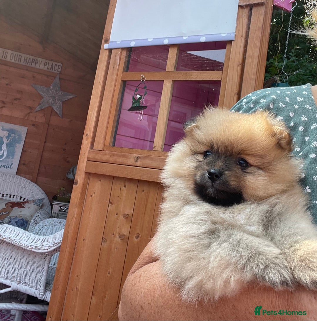 Pomeranian dogs for sale: Beautiful Full Pedigree Pomeranians - Image 11