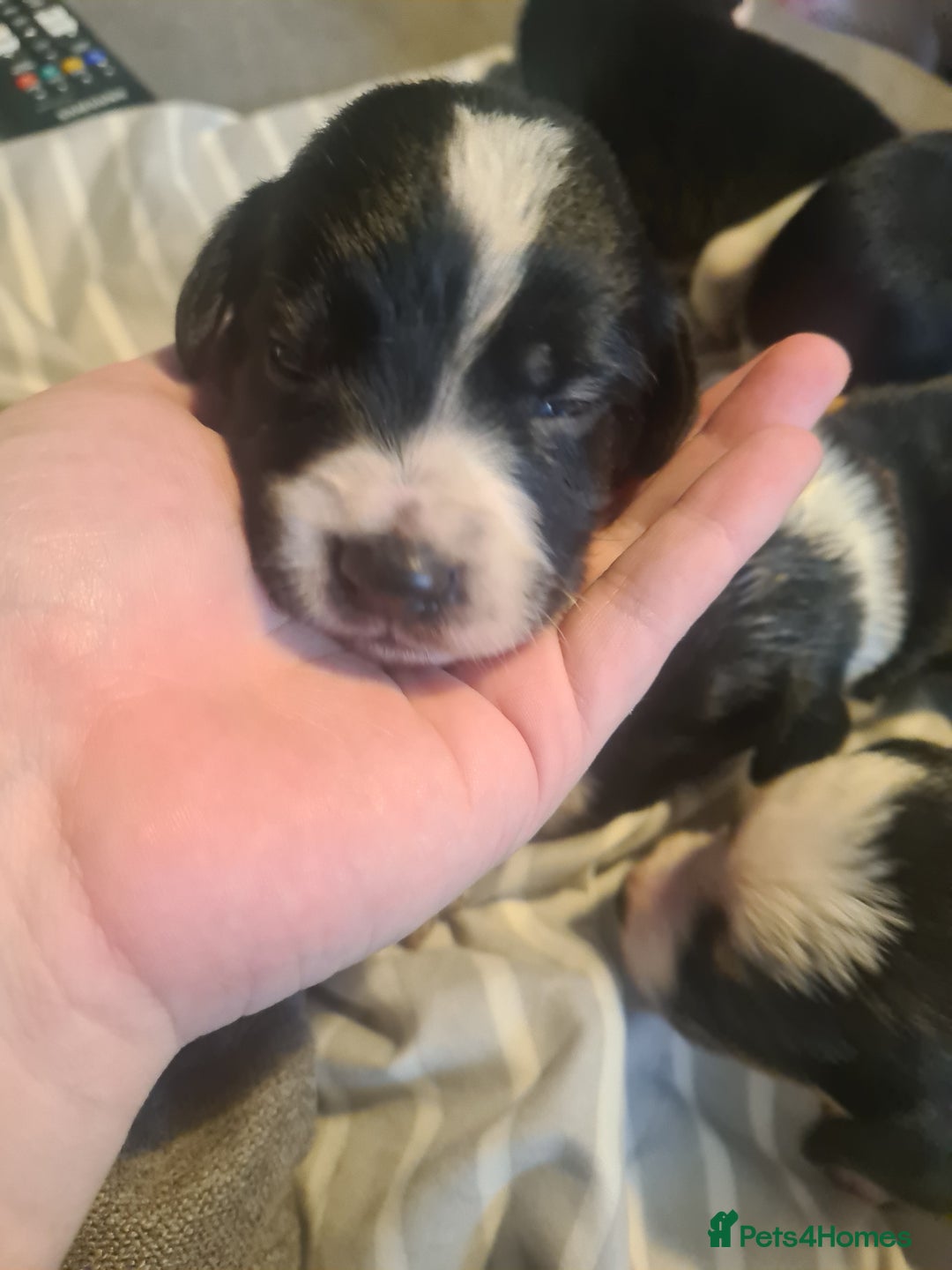 Sprollie dogs for sale: Sprollies - Image 14