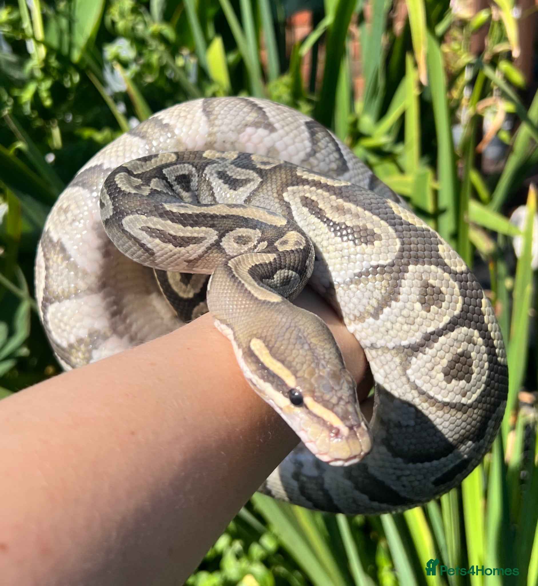 Python Snake reptiles Ball Pythons looking for new home  - Advert 10