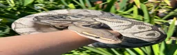 Python Snake reptiles for sale: Ball Pythons looking for new home  - Advert 6
