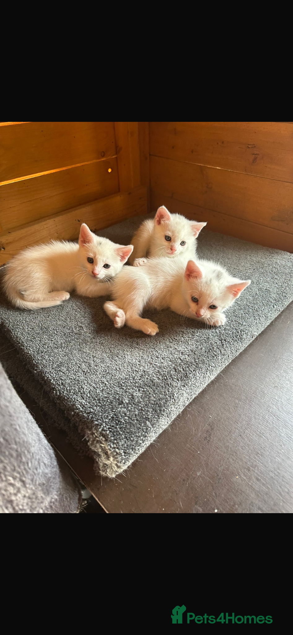 British Shorthair cats Beautiful Girl Kittens - Advert 1