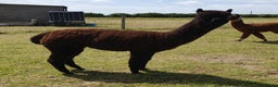 Alpaca livestock for sale: Selection of Alpacas for Sale - Advert 4