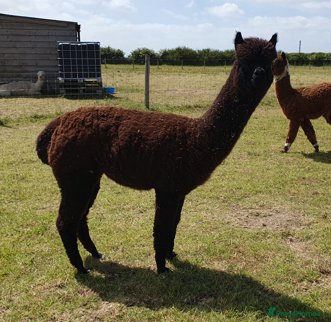 Alpaca livestock for sale: Selection of Alpacas for Sale - Advert 4