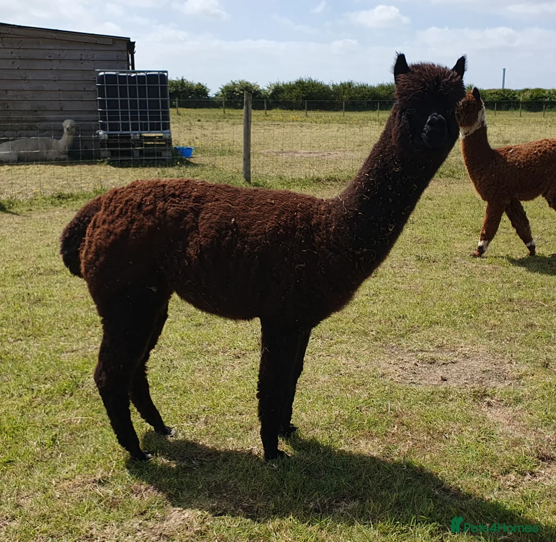 Alpaca livestock for sale: Selection of Alpacas for Sale - Advert 4