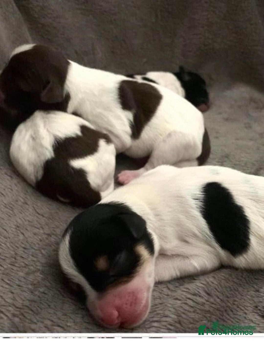Miniature Schnauzer dogs for stud: KC Reg Choc/White Min Schnauzer MAC +BVA Clear in Coventry - Advert 20