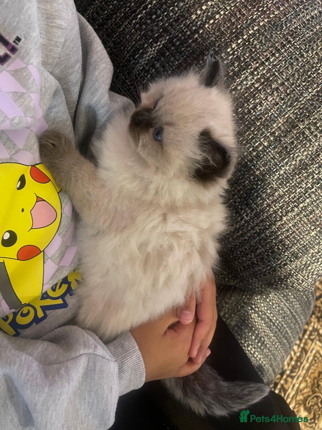 Ragdoll cats for sale:  Beautiful Ragdoll Kittens * 3 BoYs *  - Image 23
