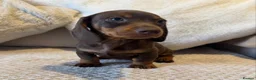 Miniature Dachshund dogs for sale: PRA Clear miniature dachshund puppies for sale  - Advert 5