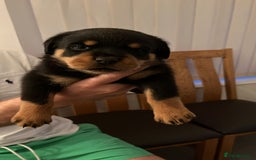 Rottweiler dogs for stud: Proven kc reg Health tested hip and elbow scored in Windsor - Image 30