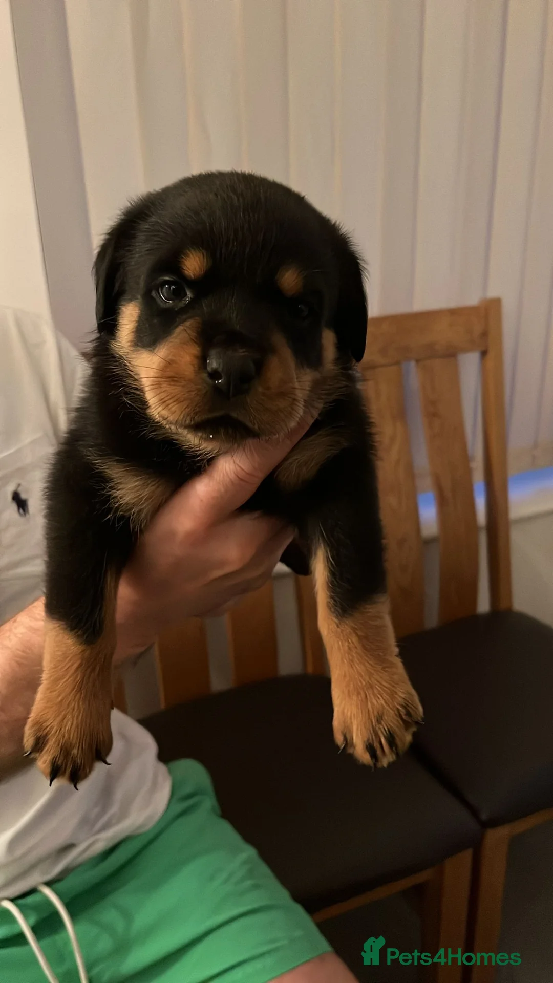 Rottweiler dogs for stud: Proven kc reg Health tested hip and elbow scored in Windsor - Advert 30