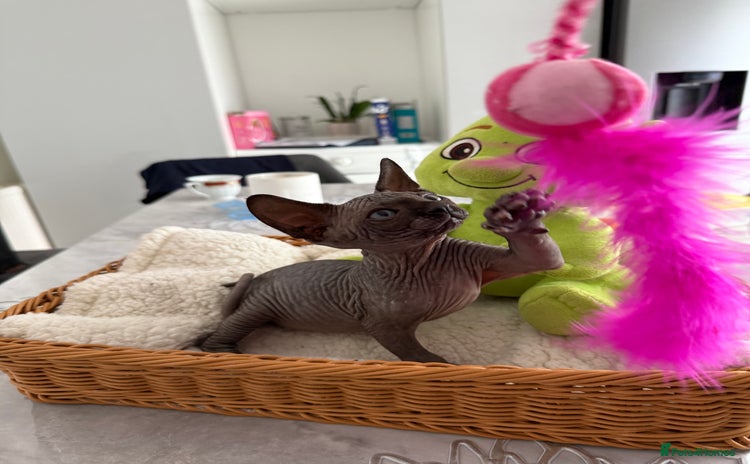 Sphynx cats - Advert 4