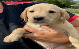 Labrador Retriever dogs for sale: Working Labrador Puppies - Image 9