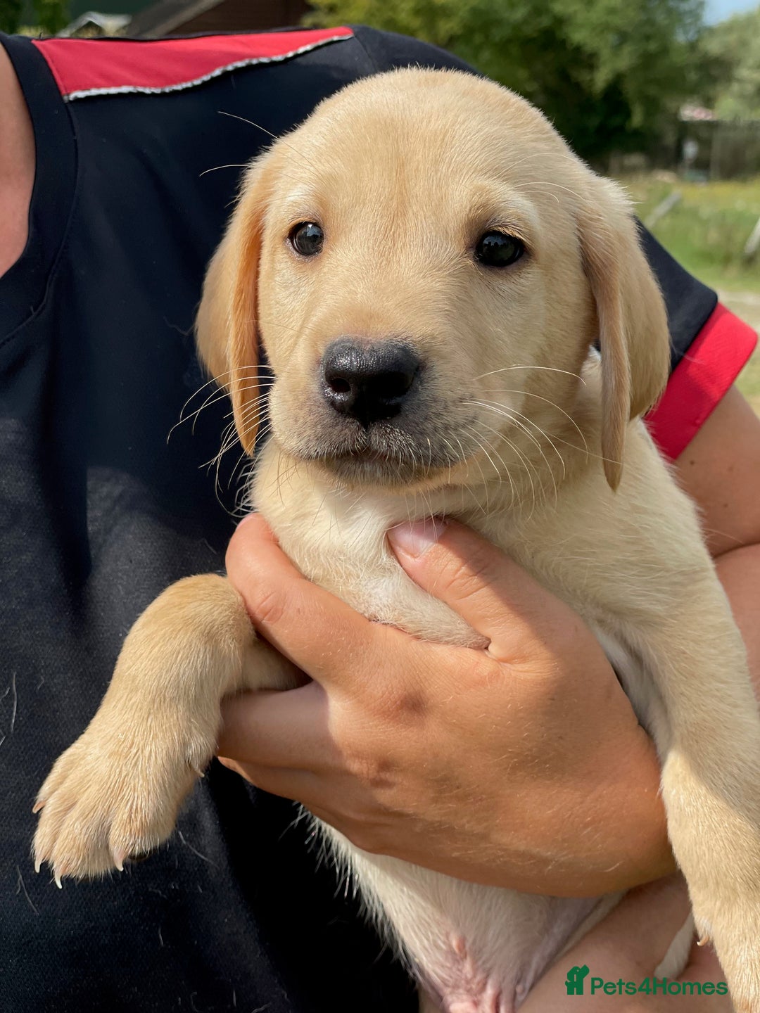 Labrador Retriever dogs for sale: Working Labrador Puppies - Image 9