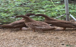 Ducks poultry for sale: Khaki Cambell ducks  - Image 1